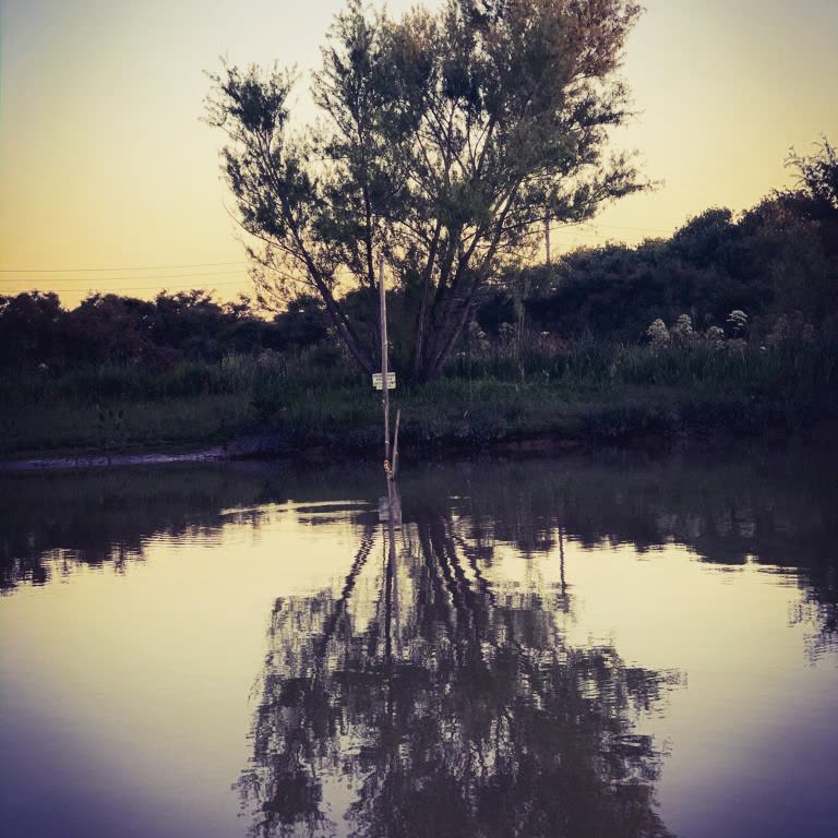 Árbol solitario reflejado en el agua al atardecer
