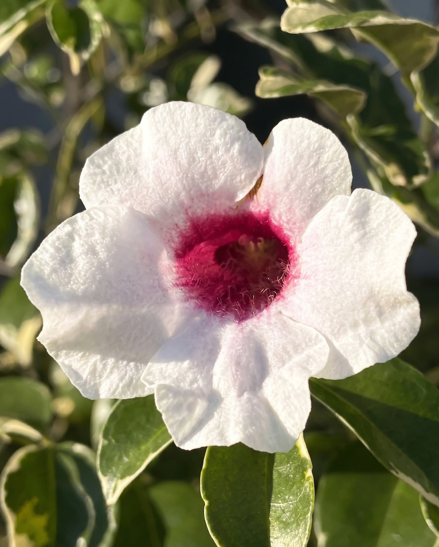 Flor blanca con centro rosado en primer plano